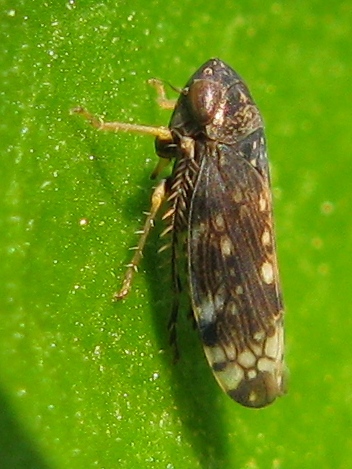 cicadellide....Neoaliturus cfr. fenestratus dalla Campania